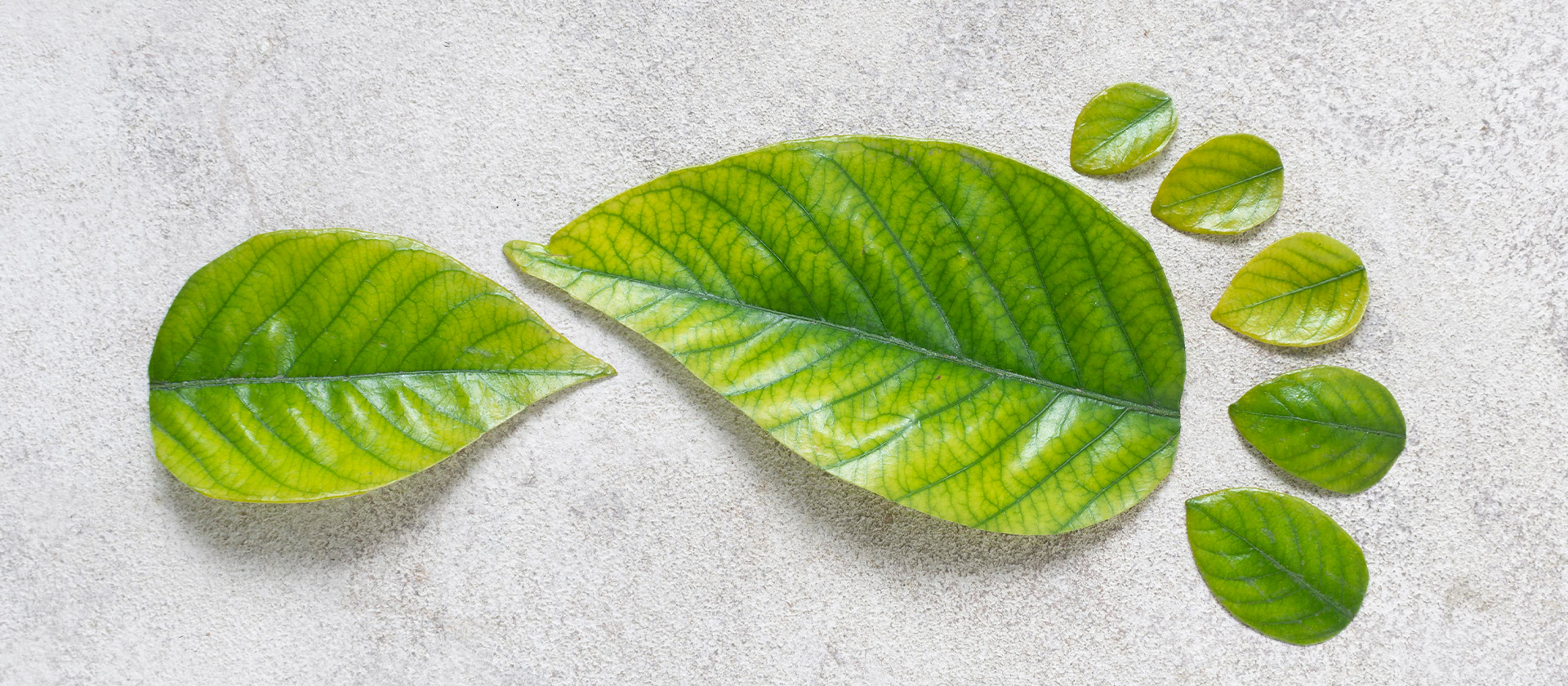 ÜRÜN KARBON AYAK İZİ ÖLÇÜM VE HESAPLAMA (14067)